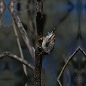 Daphoenositta chrysoptera at Higgins, ACT - 18 Jun 2023