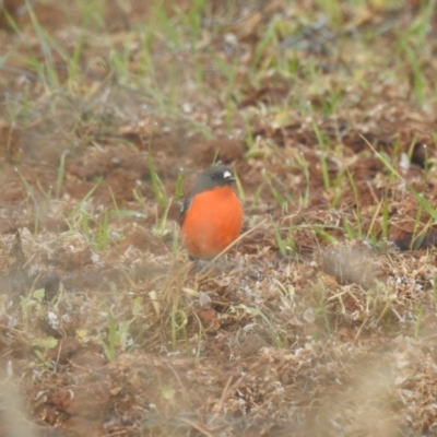 Petroica phoenicea (Flame Robin) at Matong State Forest - 28 May 2023 by Liam.m