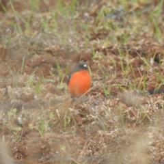Petroica phoenicea (Flame Robin) at Matong, NSW - 28 May 2023 by Liam.m