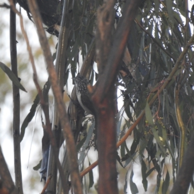 Plectorhyncha lanceolata (Striped Honeyeater) at Matong, NSW - 28 May 2023 by Liam.m