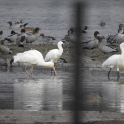 Platalea flavipes (Yellow-billed Spoonbill) at Currawarna, NSW - 28 May 2023 by Liam.m