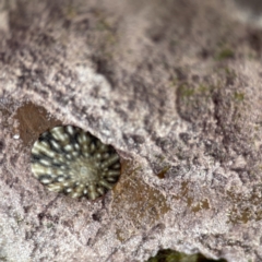 Cellana tramoserica (Commom Limpet) at Lilli Pilli, NSW - 18 Jun 2023 by Hejor1