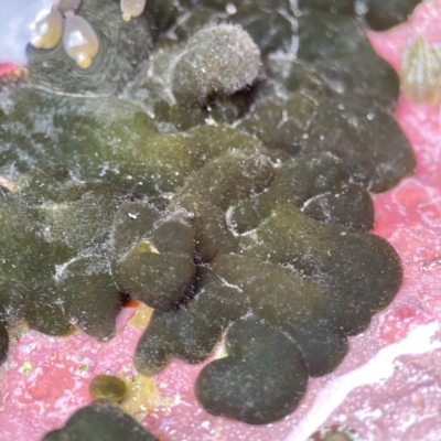 Codium spongiosum at Lilli Pilli, NSW - 18 Jun 2023 by Hejor1