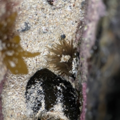 Aulactinia veratra (Anemone) at Lilli Pilli, NSW - 18 Jun 2023 by Hejor1