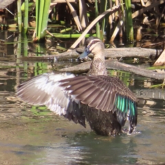 Anas superciliosa (Pacific Black Duck) at Jerrabomberra Wetlands - 18 Jun 2023 by MatthewFrawley