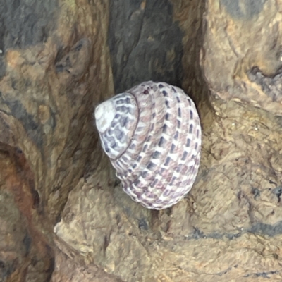 Austrocochlea concamerata (Wavy Top Shell) at Lilli Pilli, NSW - 18 Jun 2023 by Hejor1