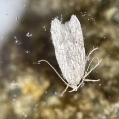 Chezala privatella (A Concealer moth) at Lilli Pilli, NSW - 18 Jun 2023 by Hejor1