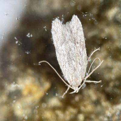 Chezala privatella (A Concealer moth) at Lilli Pilli, NSW - 18 Jun 2023 by Hejor1
