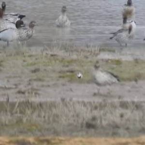 Charadrius melanops at Currawarna, NSW - 28 May 2023