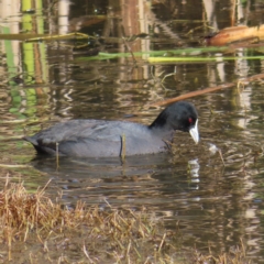 Fulica atra (Eurasian Coot) at Jerrabomberra Wetlands - 18 Jun 2023 by MatthewFrawley