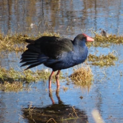 Porphyrio melanotus (Australasian Swamphen) at Fyshwick, ACT - 18 Jun 2023 by MatthewFrawley