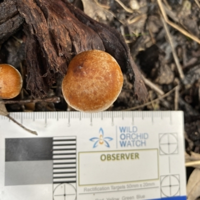 Unidentified Cap on a stem; gills below cap [mushrooms or mushroom-like] at Genoa, VIC - 1 Jun 2023 by GlossyGal