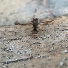 Polistes (Polistella) humilis (Common Paper Wasp) at Batemans Bay, NSW - 18 Jun 2023 by Hejor1