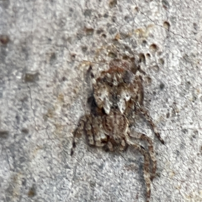 Stephanopis altifrons (Knobbly crab spider) at Batemans Bay, NSW - 18 Jun 2023 by Hejor1