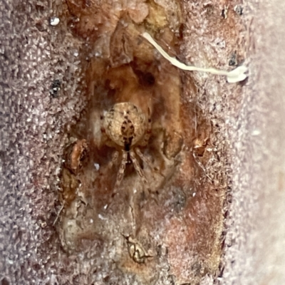 Cryptachaea veruculata (Diamondback comb-footed spider) at Batemans Bay, NSW - 18 Jun 2023 by Hejor1
