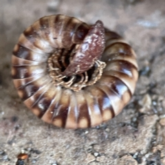 Unidentified Millipede (Diplopoda) at Batemans Bay, NSW - 18 Jun 2023 by Hejor1