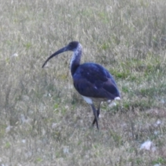 Threskiornis spinicollis (Straw-necked Ibis) at Greenway, ACT - 18 Jun 2023 by RodDeb