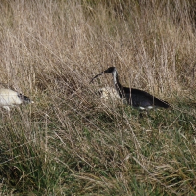 Threskiornis spinicollis (Straw-necked Ibis) at Fyshwick, ACT - 18 Jun 2023 by MatthewFrawley