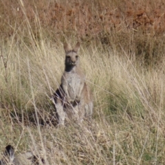 Macropus giganteus (Eastern Grey Kangaroo) at Jerrabomberra Wetlands - 18 Jun 2023 by MatthewFrawley