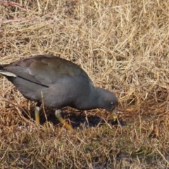 Gallinula tenebrosa (Dusky Moorhen) at Jerrabomberra Wetlands - 18 Jun 2023 by MatthewFrawley