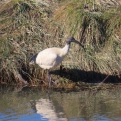 Threskiornis molucca (Australian White Ibis) at Jerrabomberra Wetlands - 18 Jun 2023 by MatthewFrawley