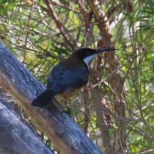 Acanthorhynchus tenuirostris at Fyshwick, ACT - 18 Jun 2023