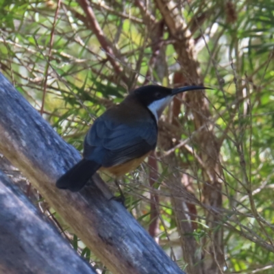 Acanthorhynchus tenuirostris (Eastern Spinebill) at Fyshwick, ACT - 18 Jun 2023 by MatthewFrawley