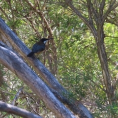 Acanthorhynchus tenuirostris at Fyshwick, ACT - 18 Jun 2023