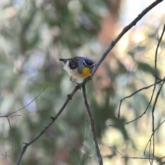 Pardalotus punctatus (Spotted Pardalote) at Kosciuszko National Park - 19 Jan 2018 by JimL