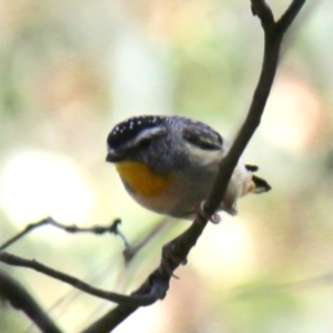 Pardalotus punctatus at Geehi, NSW - 19 Jan 2018