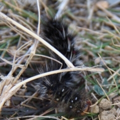 Unidentified Moth (Lepidoptera) at Triabunna, TAS - 18 Apr 2018 by JimL