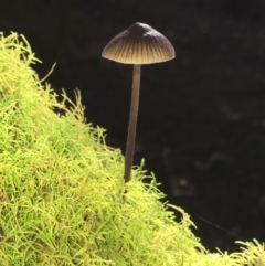 Mycena sp. (genus) at Maydena, TAS - 24 Apr 2018 02:04 PM