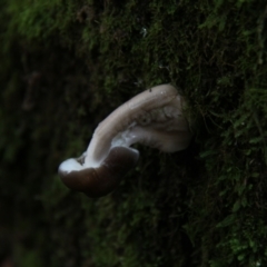 Unidentified Fungus at Maydena, TAS - 24 Apr 2018 by JimL