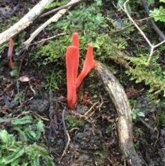 Clavulinopsis corallinorosacea (Clavulinopsis corallinorosacea) at Maydena, TAS - 24 Apr 2018 by JimL