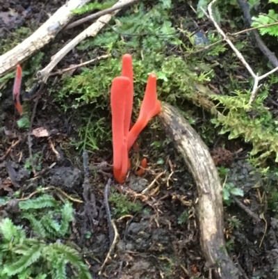 Clavulinopsis corallinorosacea (Clavulinopsis corallinorosacea) at Maydena, TAS - 24 Apr 2018 by JimL