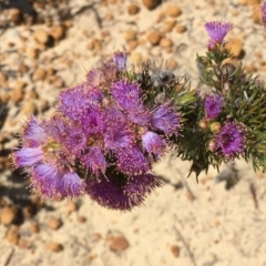 Melaleuca kybeliona (Violet Eremaea) at Eneabba, WA - 23 Oct 2018 by JimL