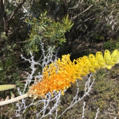 Grevillea eriostachya (Yellow Flame Grevillea) at Eneabba, WA - 23 Oct 2018 by JimL