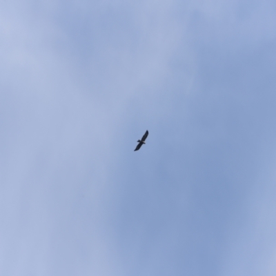 Aquila audax (Wedge-tailed Eagle) at Stromlo, ACT - 19 May 2019 by JimL