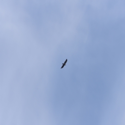 Aquila audax (Wedge-tailed Eagle) at Stromlo, ACT - 19 May 2019 by JimL