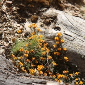 Pultenaea sp. at Mount Clear, ACT - 10 Nov 2019