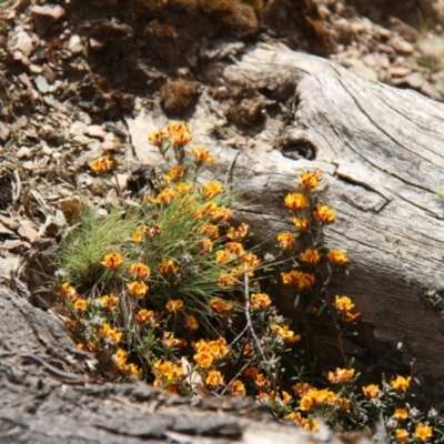 Pultenaea sp. (A Bush Pea) at Mount Clear, ACT - 10 Nov 2019 by JimL