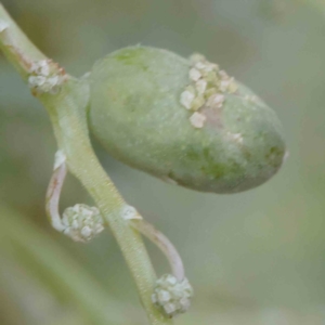 Unidentified gall of Acacia sp. at Turner, ACT - 6 Apr 2023