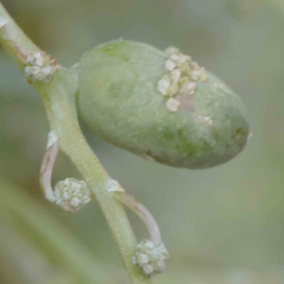 Unidentified gall of Acacia sp. at Turner, ACT - 5 Apr 2023 by ConBoekel