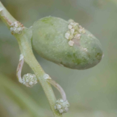 Unidentified gall of Acacia sp. at Sullivans Creek, Turner - 6 Apr 2023 by ConBoekel