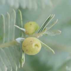 Austroacacidiplosis botrycephalae (A Gall Midge) at Sullivans Creek, Turner - 6 Apr 2023 by ConBoekel