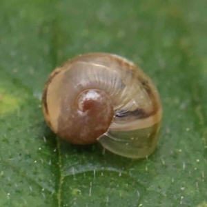 Cornu aspersum at Turner, ACT - 6 Apr 2023