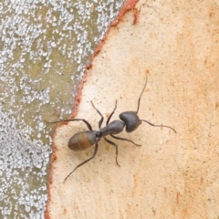 Camponotus aeneopilosus (A Golden-tailed sugar ant) at Turner, ACT - 6 Apr 2023 by ConBoekel