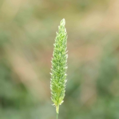 Phalaris aquatica (Phalaris, Australian Canary Grass) at Haig Park - 6 Apr 2023 by ConBoekel