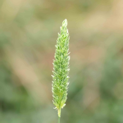 Phalaris aquatica (Phalaris, Australian Canary Grass) at Sullivans Creek, Turner - 6 Apr 2023 by ConBoekel