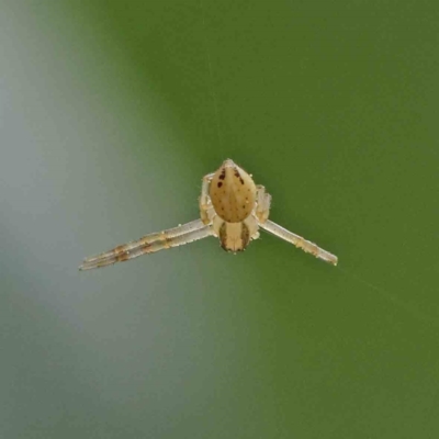 Thomisidae (family) (Unidentified Crab spider or Flower spider) at Turner, ACT - 6 Apr 2023 by ConBoekel